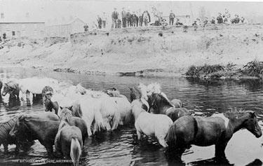 Northwich : Horses in the river Dane