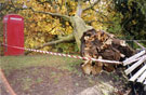 View: FD04411 Frodsham: Fallen Horse Chestnut Tree blown down in gale on 28/10/2002  at Bradley Lane