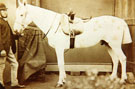 View: FD05071 Frodsham: White horse with side saddle and groom.
