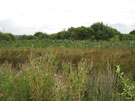 View: FD07653 Frodsham: Wetland vegetation and a relict hedgerow in t