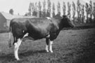View: FDN1037 Frodsham: Unknown cow
