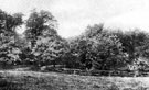 View: c03739 Eastham: Footpath by the woods	