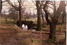 View: c05380 Sandbach: Armistead Wood 	