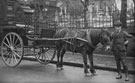 View: c05524 Sandbach: Pony and Trap 	