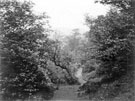 View: c06242 Aldeley Edge: Swiss Walk 	