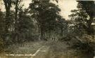 View: c07777 Kingswood: Woods near Crossley Hospital