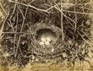 View: c13143 Bird's nest with eggs