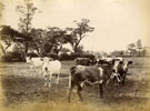 View: c13147 Cows in field