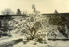 View: c13391 William Clough photograph album: tree in blossom