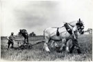 View: c14168 Macclesfield: Horses