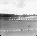 View: ch1719 Chester, Roodee Racecourse 	
