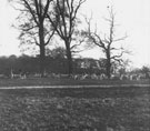 View: ch2772 Deer in Eaton Park