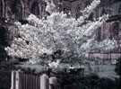 View: ch3427 Chester, Cathedral Gardens 	