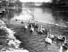 View: ch4674 Chester, The River Dee showing the Queens Park suspension bridge. 	