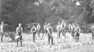 View: ch5940 School Gardening