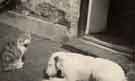 View: ch6851 Chester: Paradise, Handbridge	
