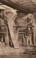 View: ch7650 Upton, Chester Zoo