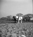 View: p5724 Ploughing